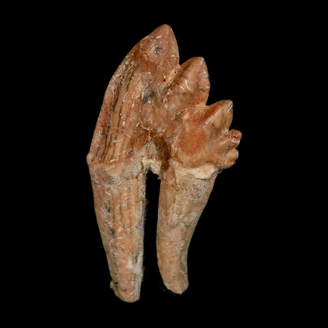 2.9" Basilosaurus Tooth Rooted Prehistoric Whale 34 Mil Yrs Old Late Eocene COA - Fossil Age Minerals