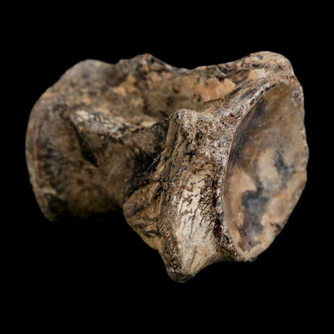 1.9" Mosasaur Fossil Polished Vertebrae Cretaceous Dinosaur Era TX Ozan FM COA, Stand - Fossil Age Minerals