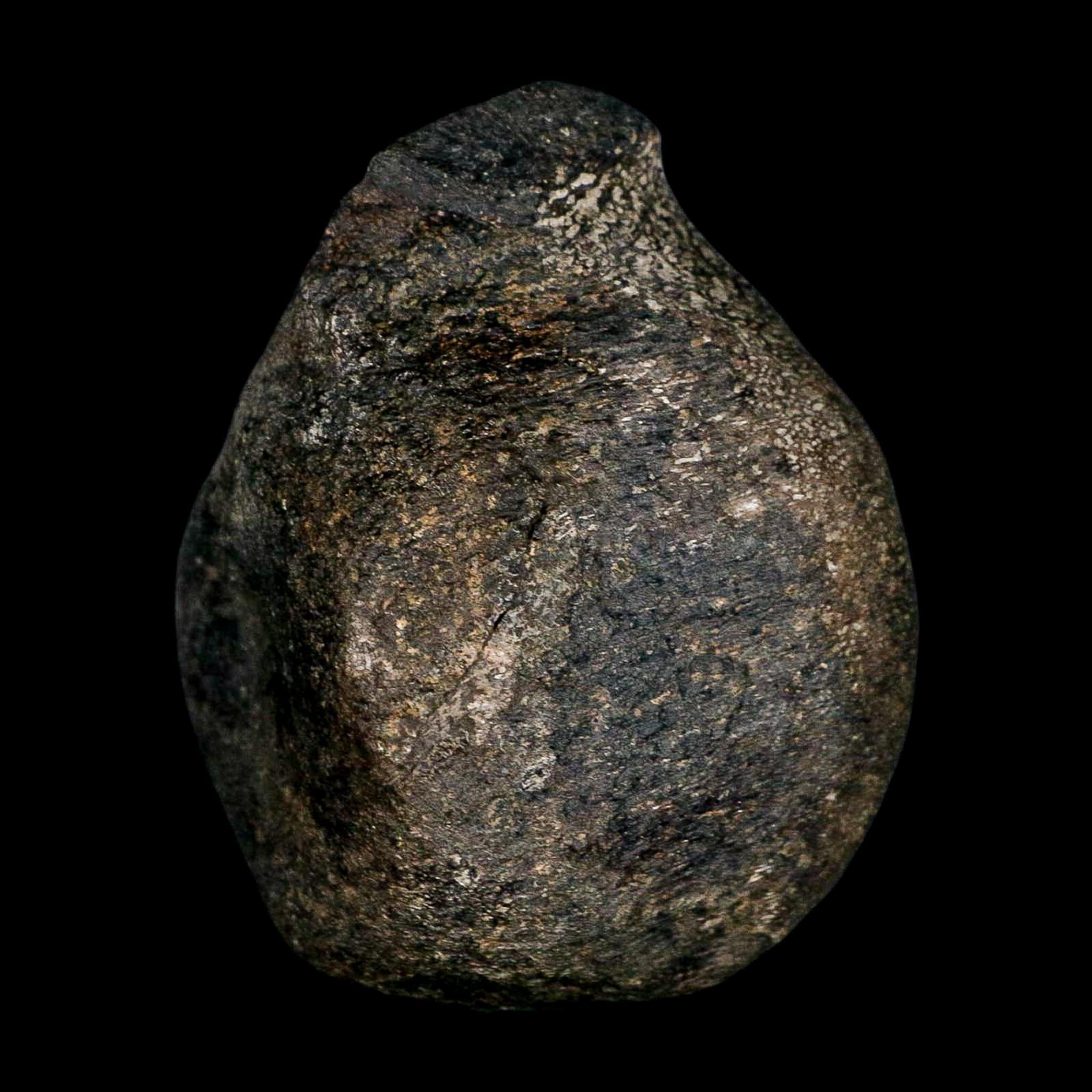 3.1" Hypacrosaurus Dinosaur Fossil Vertebrae Two Medicine FM Montana COA - Fossil Age Minerals