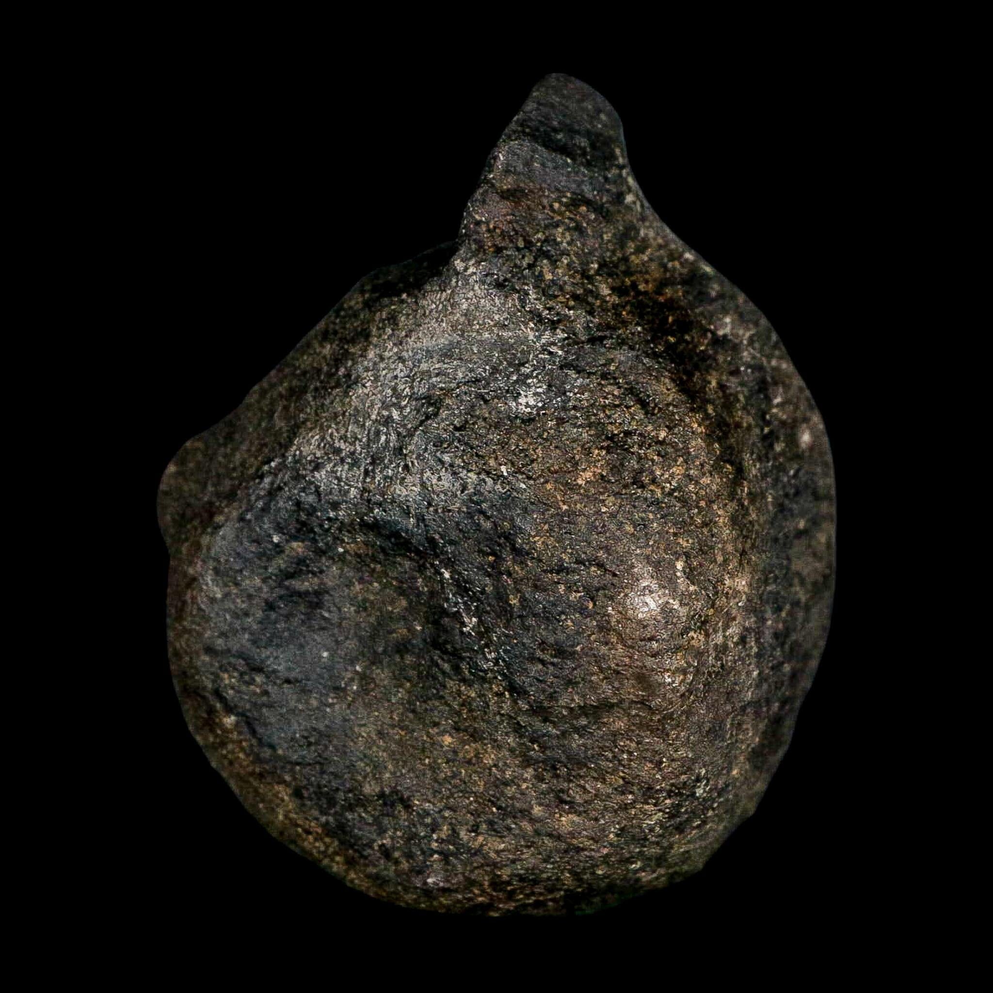 3.1" Hypacrosaurus Dinosaur Fossil Vertebrae Two Medicine FM Montana COA - Fossil Age Minerals