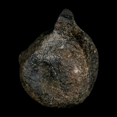 3.1" Hypacrosaurus Dinosaur Fossil Vertebrae Two Medicine FM Montana COA