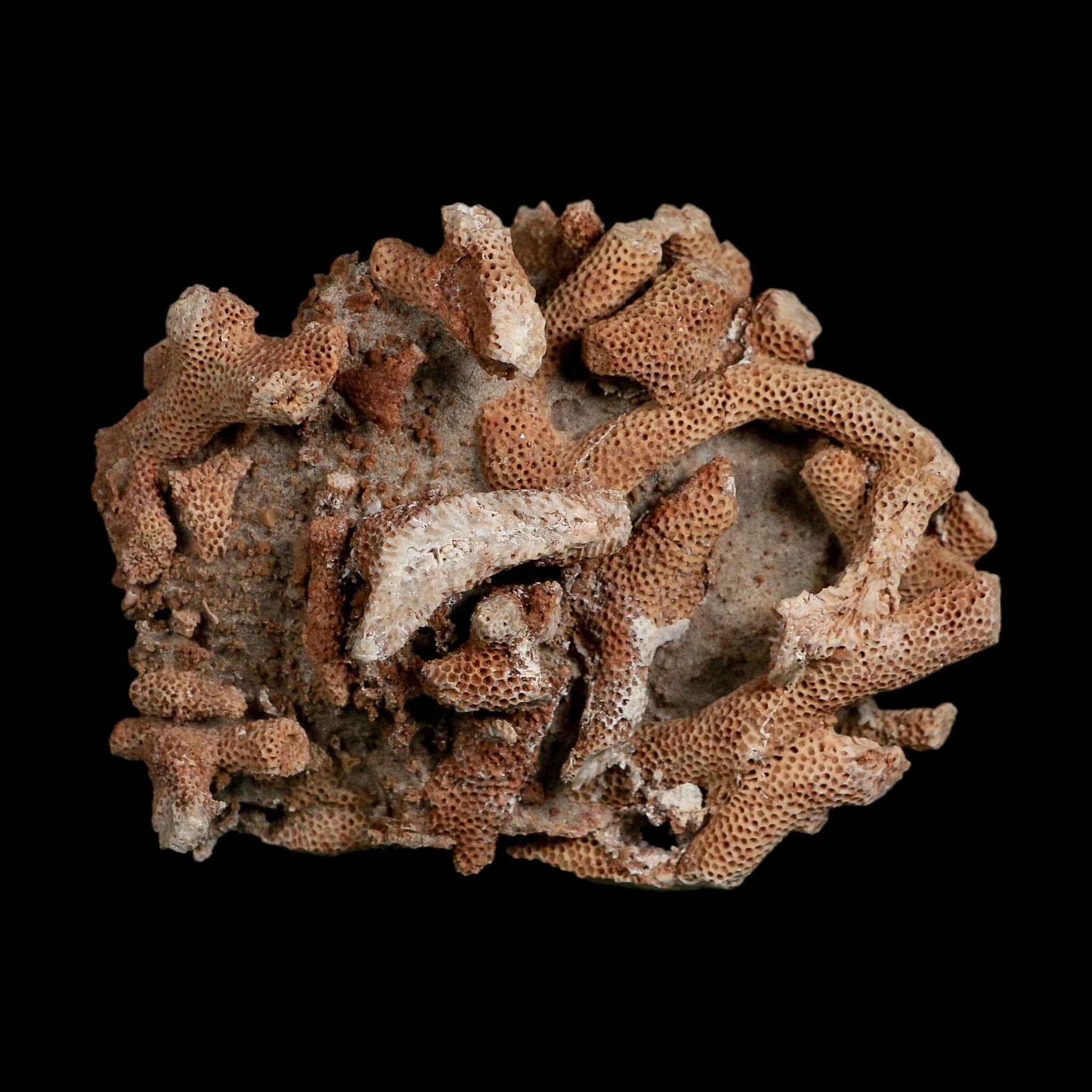 3.9" Thamnopora SP Coral Fossil Coral Reef Devonian Age Verde Valley, Arizona