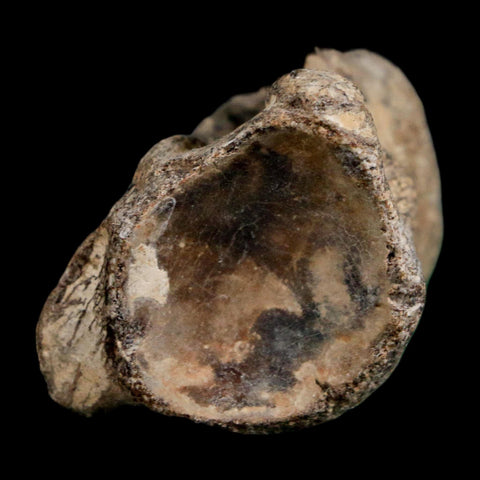 1.9" Mosasaur Fossil Polished Vertebrae Cretaceous Dinosaur Era TX Ozan FM COA, Stand - Fossil Age Minerals