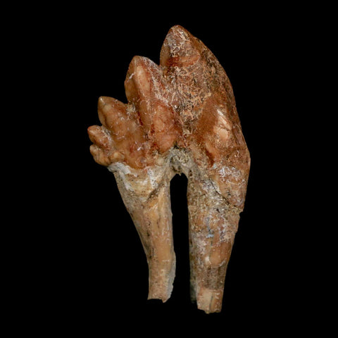 2.9" Basilosaurus Tooth Rooted Prehistoric Whale 34 Mil Yrs Old Late Eocene COA - Fossil Age Minerals