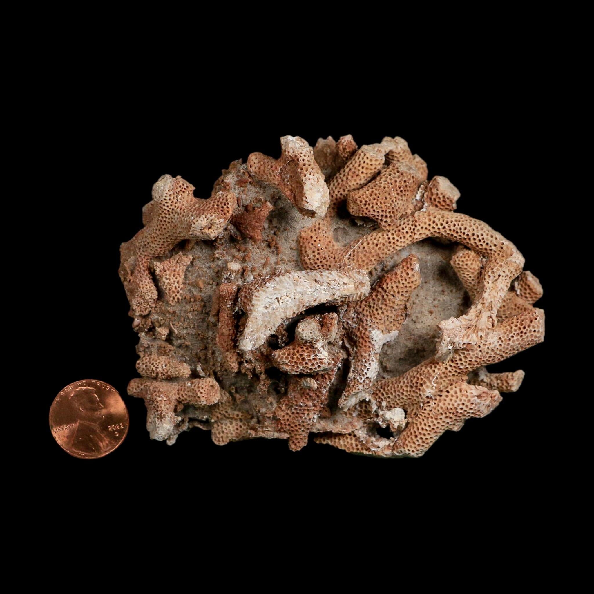 3.9" Thamnopora SP Coral Fossil Coral Reef Devonian Age Verde Valley, Arizona