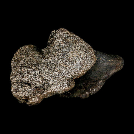 2.7" Hypacrosaurus Dinosaur Fossil Vertebrae Process Two Medicine FM Montana COA