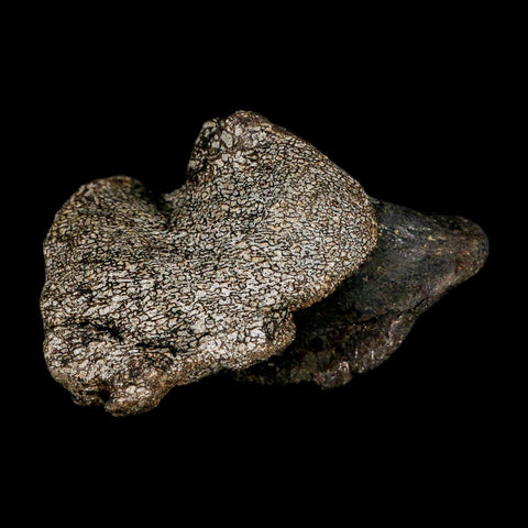 2.7" Hypacrosaurus Dinosaur Fossil Vertebrae Process Two Medicine FM Montana COA