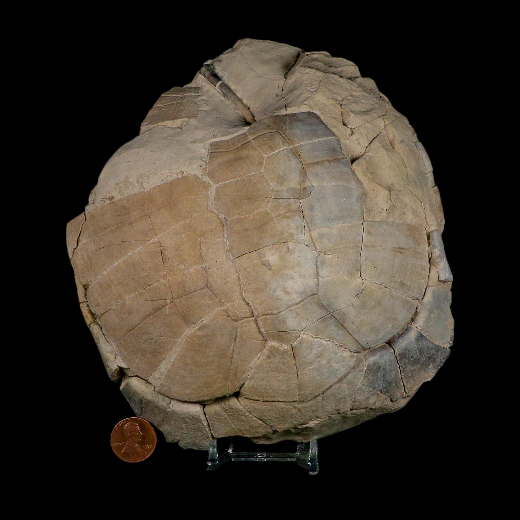 6.7" Fossil Turtle Shell Stylemys Tortoise Oligocene Age Brule FM Badlands Nebraska - Fossil Age Minerals