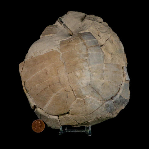 6.7" Fossil Turtle Shell Stylemys Tortoise Oligocene Age Brule FM Badlands Nebraska - Fossil Age Minerals