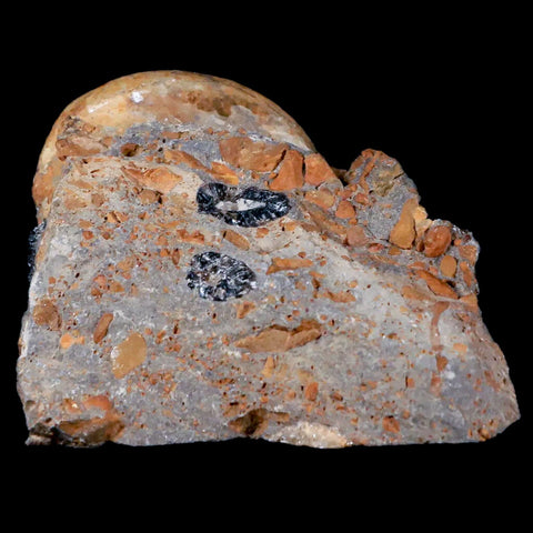 49MM Cleoniceras Ammonite Fossil In Matrix Cretaceous Age Morocco - Fossil Age Minerals