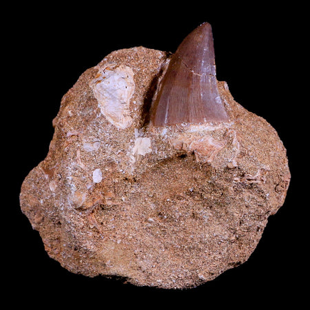 1.3" Mosasaur Prognathodon Fossil Tooth In Matrix Cretaceous Dinosaur Era COA