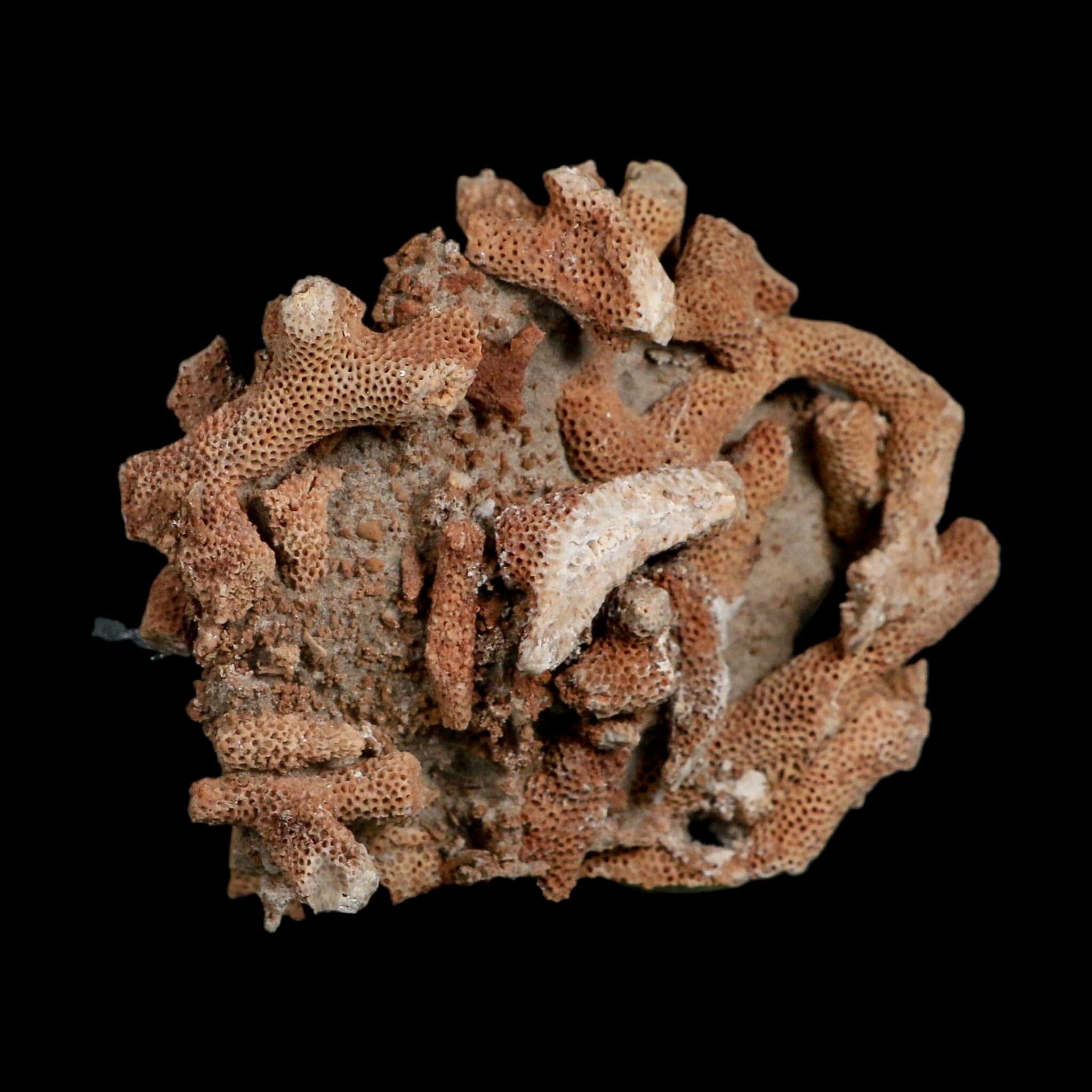 3.9" Thamnopora SP Coral Fossil Coral Reef Devonian Age Verde Valley, Arizona