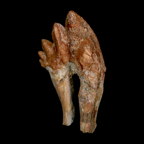 2.9" Basilosaurus Tooth Rooted Prehistoric Whale 34 Mil Yrs Old Late Eocene COA - Fossil Age Minerals