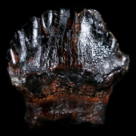 0.5" Ankylosaurus Fossil Tooth Judith River FM Cretaceous Dinosaur MT COA & Display