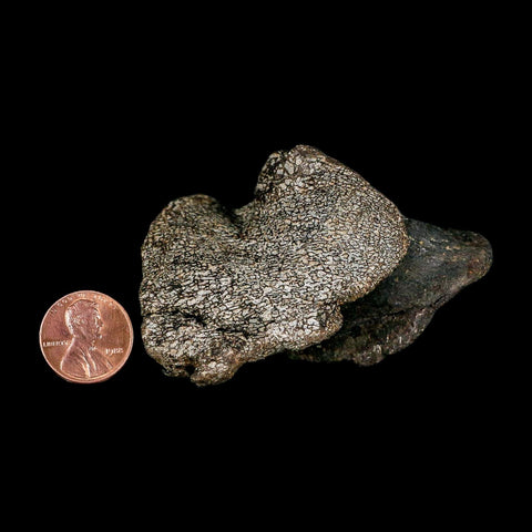 2.7" Hypacrosaurus Dinosaur Fossil Vertebrae Process Two Medicine FM Montana COA