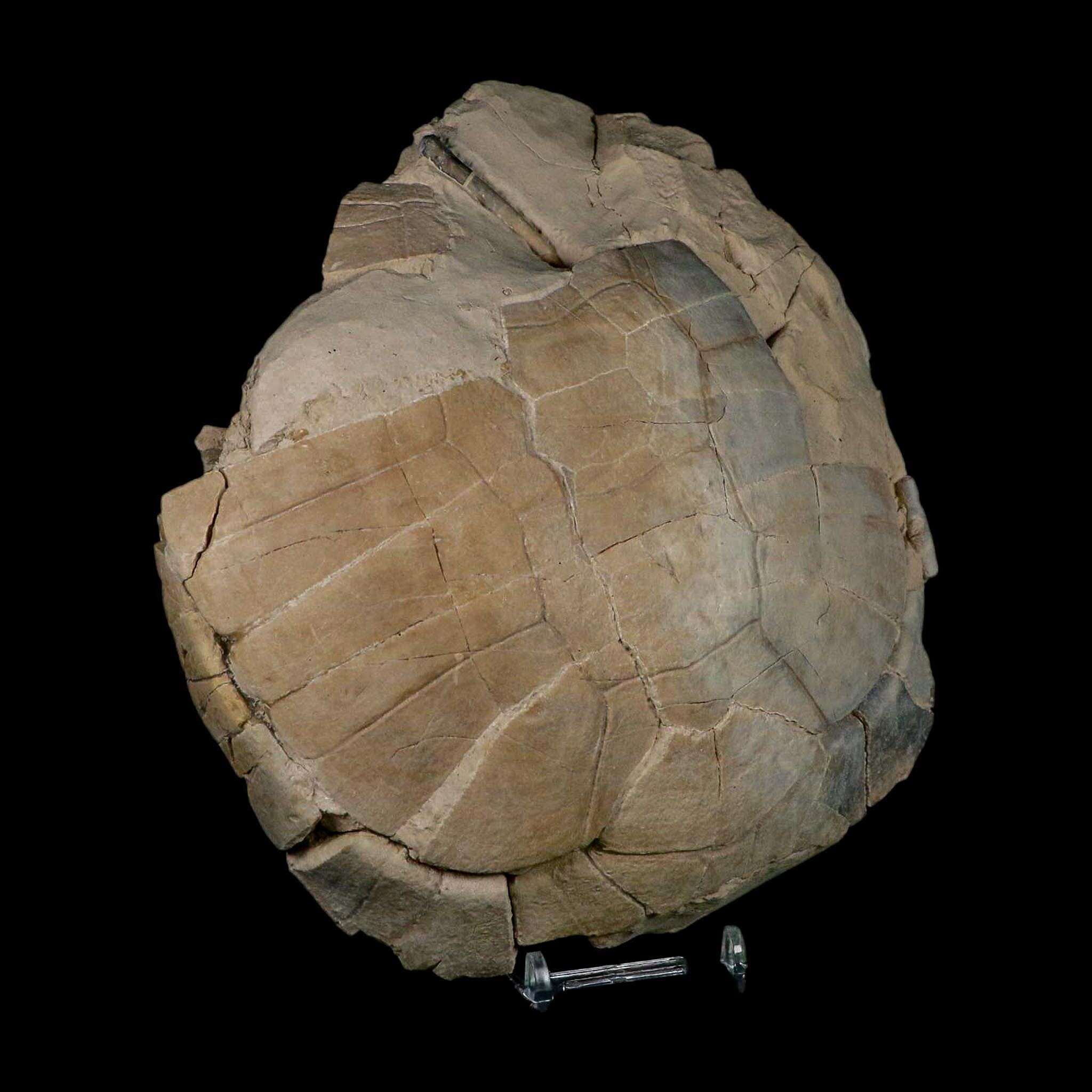 6.7" Fossil Turtle Shell Stylemys Tortoise Oligocene Age Brule FM Badlands Nebraska - Fossil Age Minerals