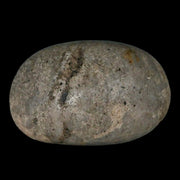 Gastrolites - Gastrolith Stomach Stones For Sale - Fossil Age Minerals