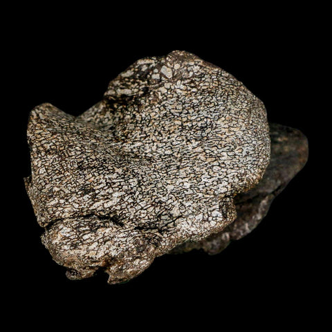 2.7" Hypacrosaurus Dinosaur Fossil Vertebrae Process Two Medicine FM Montana COA