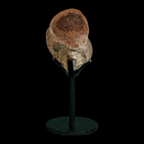 2.6" Mosasaur Fossil Polished Vertebrae Cretaceous Dinosaur Era TX Ozan FM COA, Stand - Fossil Age Minerals