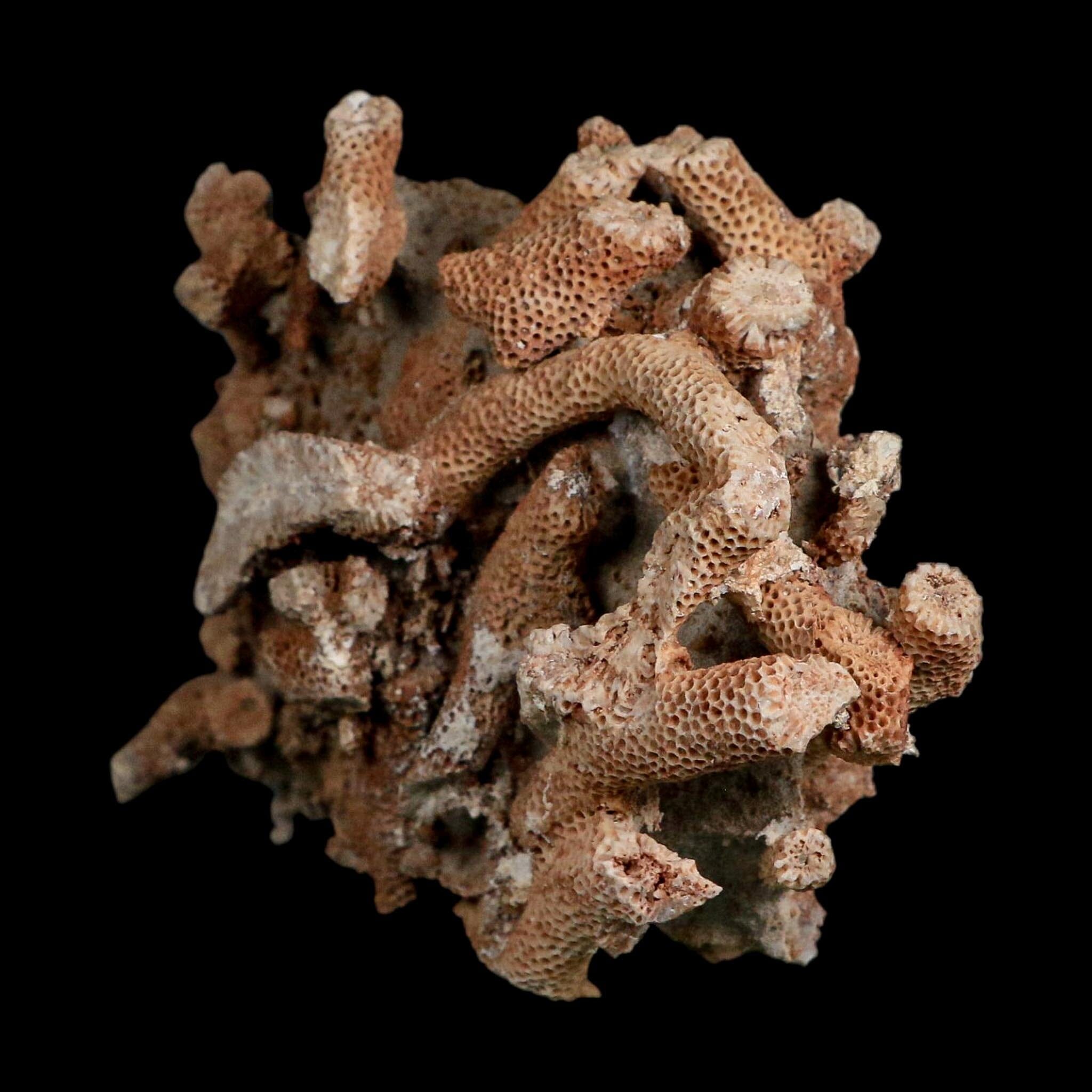 3.9" Thamnopora SP Coral Fossil Coral Reef Devonian Age Verde Valley, Arizona