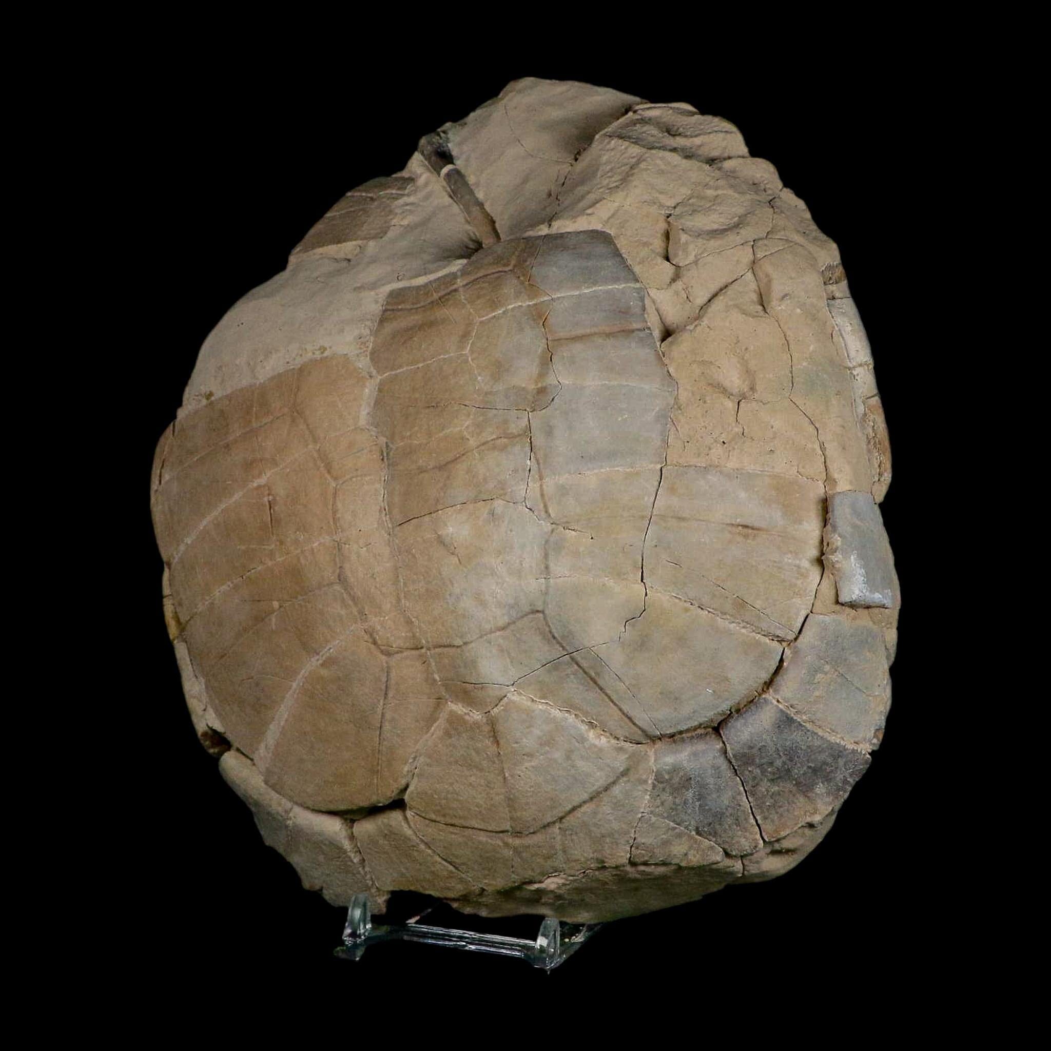 6.7" Fossil Turtle Shell Stylemys Tortoise Oligocene Age Brule FM Badlands Nebraska - Fossil Age Minerals