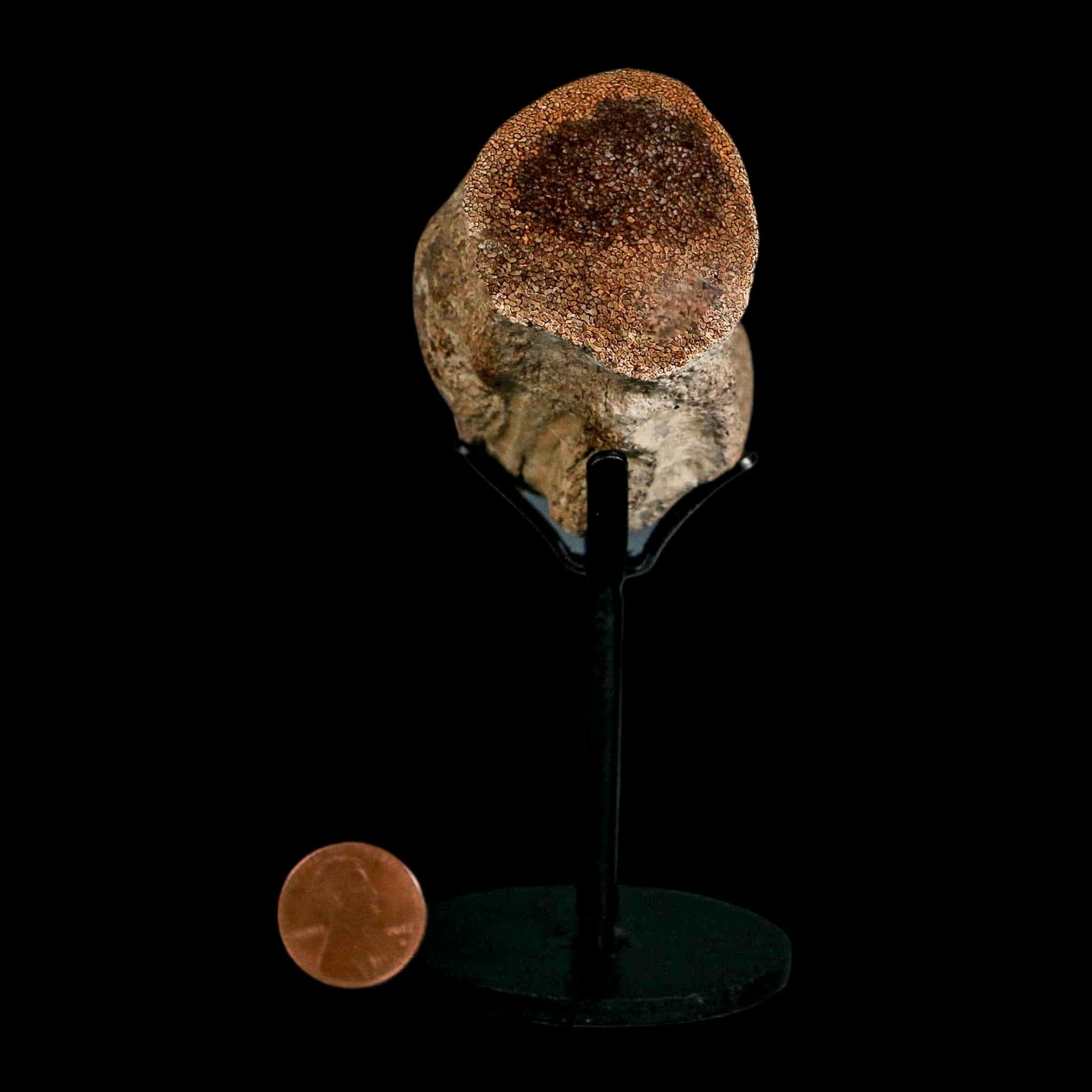 2.6" Mosasaur Fossil Polished Vertebrae Cretaceous Dinosaur Era TX Ozan FM COA, Stand - Fossil Age Minerals