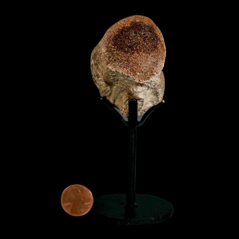 2.6" Mosasaur Fossil Polished Vertebrae Cretaceous Dinosaur Era TX Ozan FM COA, Stand - Fossil Age Minerals