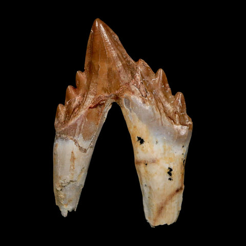 2.8" Basilosaurus Tooth Rooted Prehistoric Whale 34 Mil Yrs Old Late Eocene COA - Fossil Age Minerals