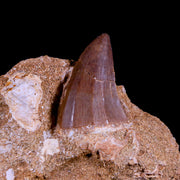 1.3" Mosasaur Prognathodon Fossil Tooth In Matrix Cretaceous Dinosaur Era COA
