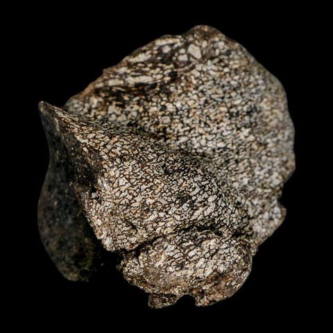 2.7" Hypacrosaurus Dinosaur Fossil Vertebrae Process Two Medicine FM Montana COA