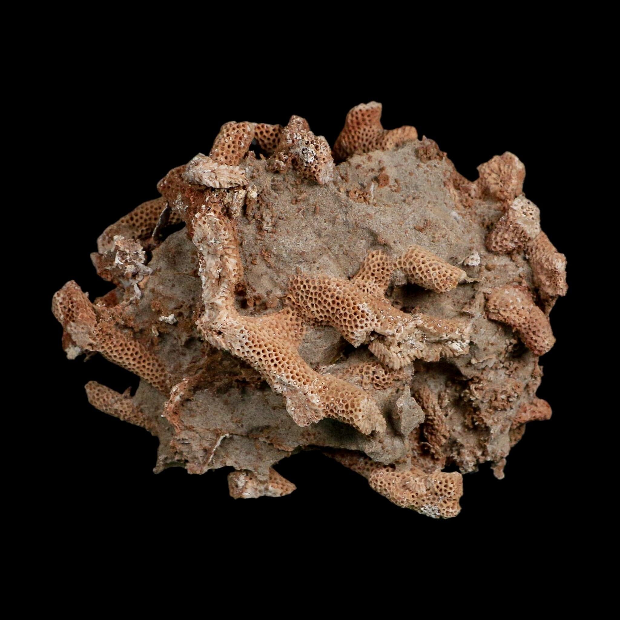 3.9" Thamnopora SP Coral Fossil Coral Reef Devonian Age Verde Valley, Arizona