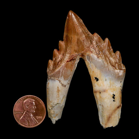 2.8" Basilosaurus Tooth Rooted Prehistoric Whale 34 Mil Yrs Old Late Eocene COA - Fossil Age Minerals