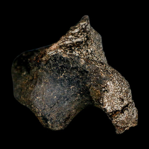 2.7" Hypacrosaurus Dinosaur Fossil Vertebrae Process Two Medicine FM Montana COA