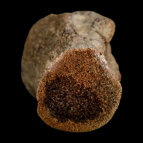 2.6" Mosasaur Fossil Polished Vertebrae Cretaceous Dinosaur Era TX Ozan FM COA, Stand - Fossil Age Minerals