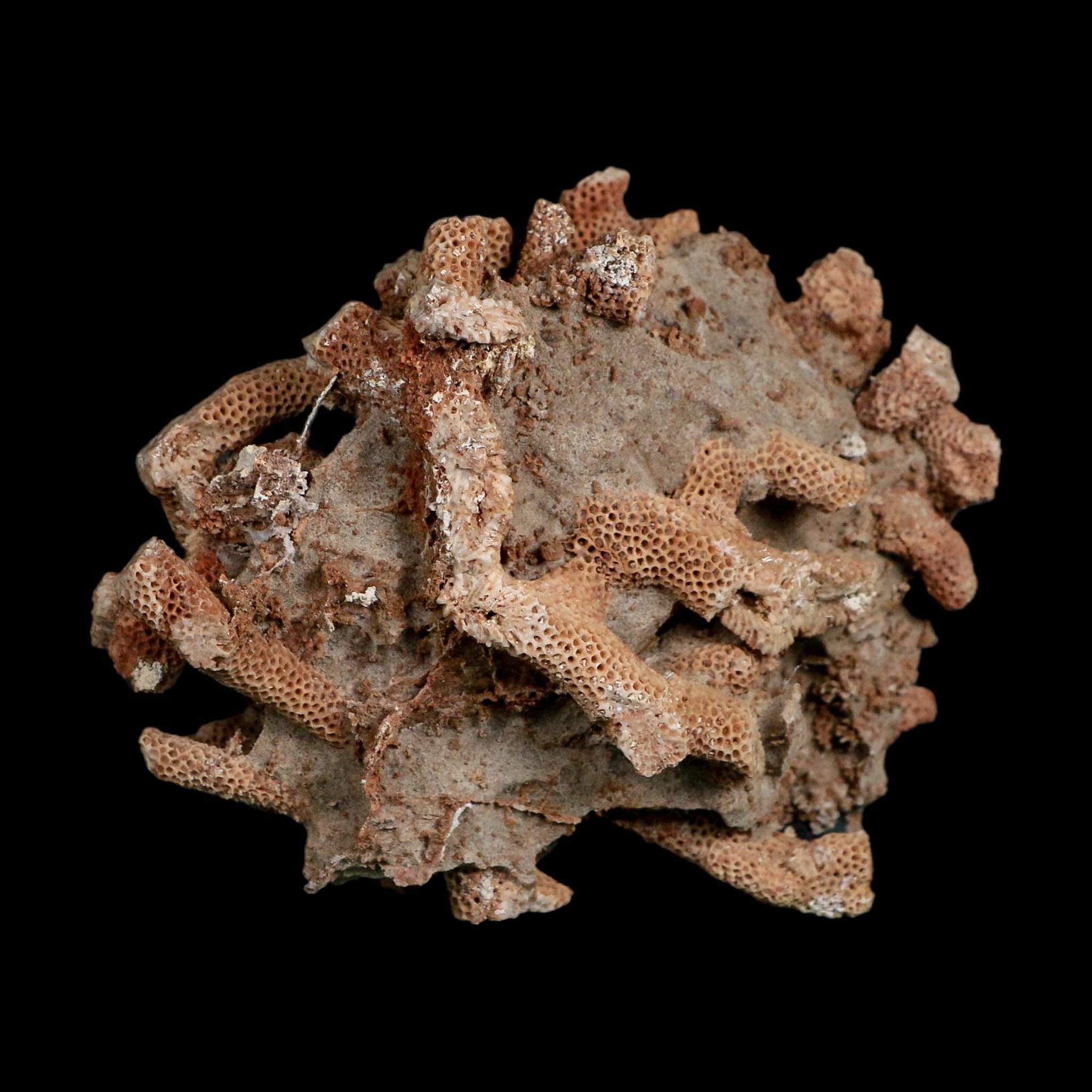 3.9" Thamnopora SP Coral Fossil Coral Reef Devonian Age Verde Valley, Arizona