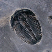 0.9" Elrathia Kingi Trilobite Fossil In Matrix House Range Utah Cambrian Age COA