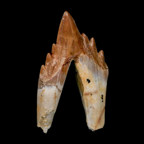 2.8" Basilosaurus Tooth Rooted Prehistoric Whale 34 Mil Yrs Old Late Eocene COA - Fossil Age Minerals