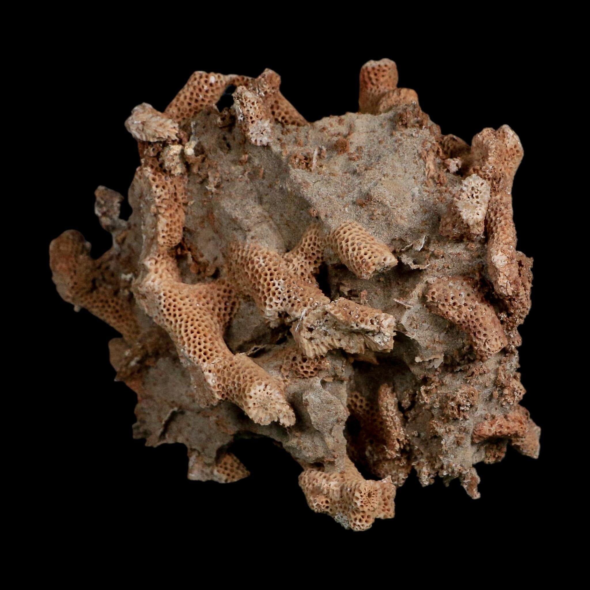 3.9" Thamnopora SP Coral Fossil Coral Reef Devonian Age Verde Valley, Arizona