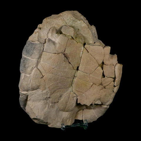 6.7" Fossil Turtle Shell Stylemys Tortoise Oligocene Age Brule FM Badlands Nebraska - Fossil Age Minerals