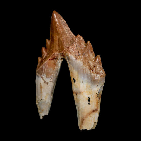 2.8" Basilosaurus Tooth Rooted Prehistoric Whale 34 Mil Yrs Old Late Eocene COA - Fossil Age Minerals