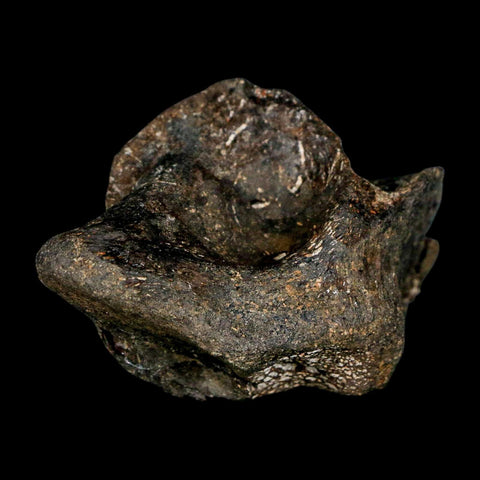 2.7" Hypacrosaurus Dinosaur Fossil Vertebrae Process Two Medicine FM Montana COA