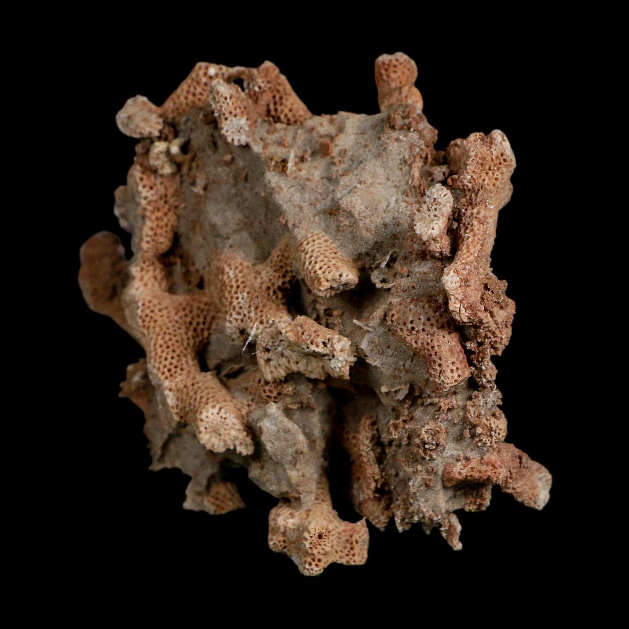 3.9" Thamnopora SP Coral Fossil Coral Reef Devonian Age Verde Valley, Arizona