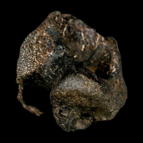 2.7" Hypacrosaurus Dinosaur Fossil Vertebrae Process Two Medicine FM Montana COA