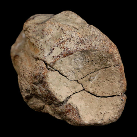 2.6" Mosasaur Fossil Polished Vertebrae Cretaceous Dinosaur Era TX Ozan FM COA, Stand - Fossil Age Minerals