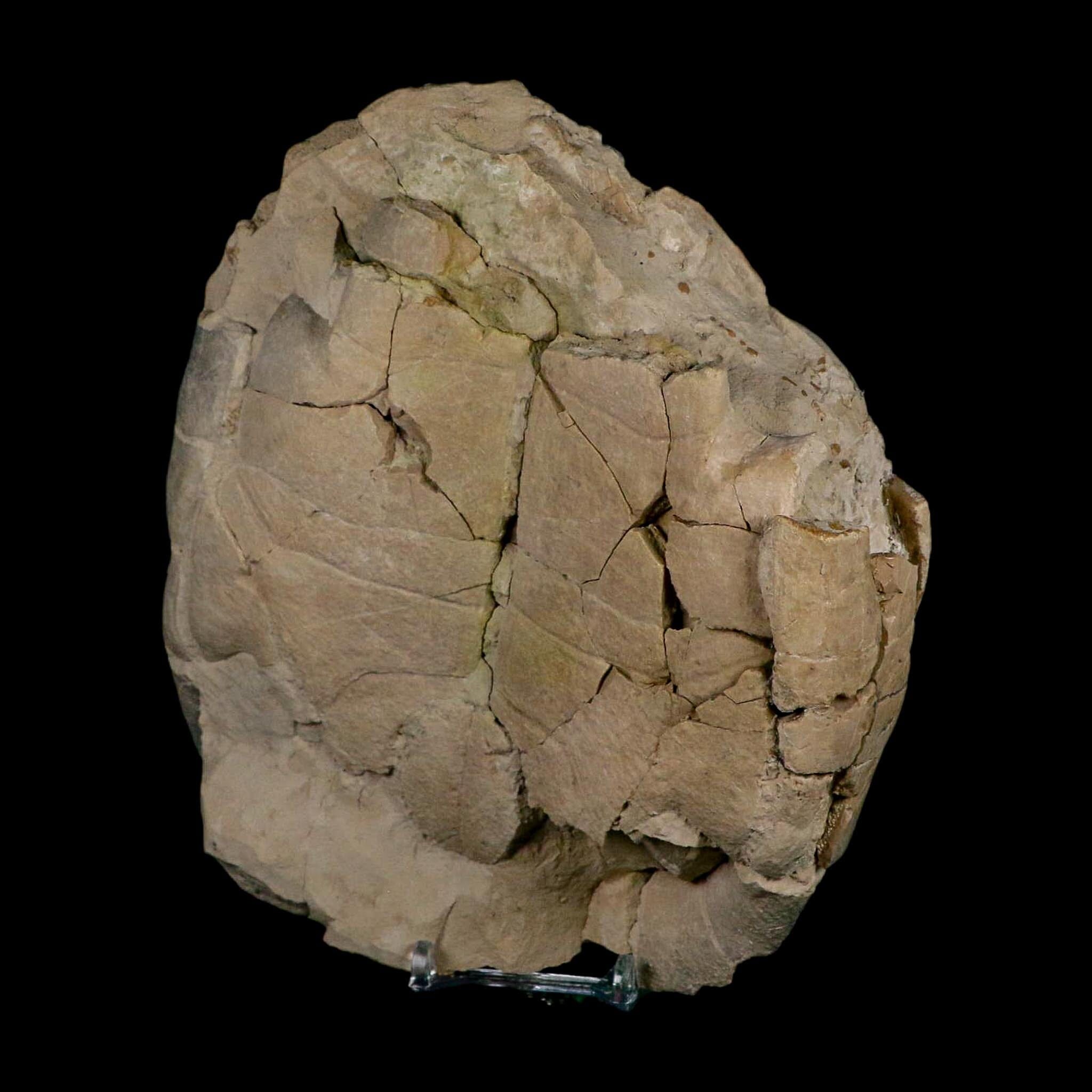 6.7" Fossil Turtle Shell Stylemys Tortoise Oligocene Age Brule FM Badlands Nebraska - Fossil Age Minerals