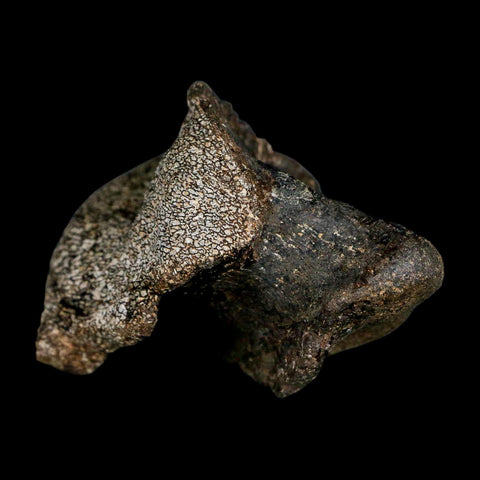 2.7" Hypacrosaurus Dinosaur Fossil Vertebrae Process Two Medicine FM Montana COA