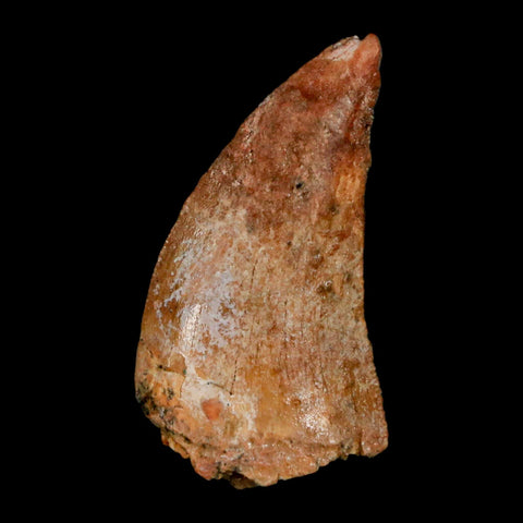 1.2" Carcharodontosaurus Fossil Tooth Cretaceous Dinosaur Morocco COA, Display - Fossil Age Minerals