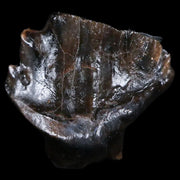 0.6" Ankylosaurus Fossil Tooth Judith River FM Cretaceous Dinosaur MT COA & Display