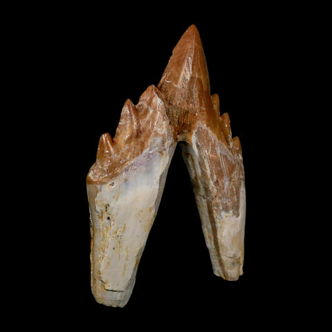 2.8" Basilosaurus Tooth Rooted Prehistoric Whale 34 Mil Yrs Old Late Eocene COA - Fossil Age Minerals