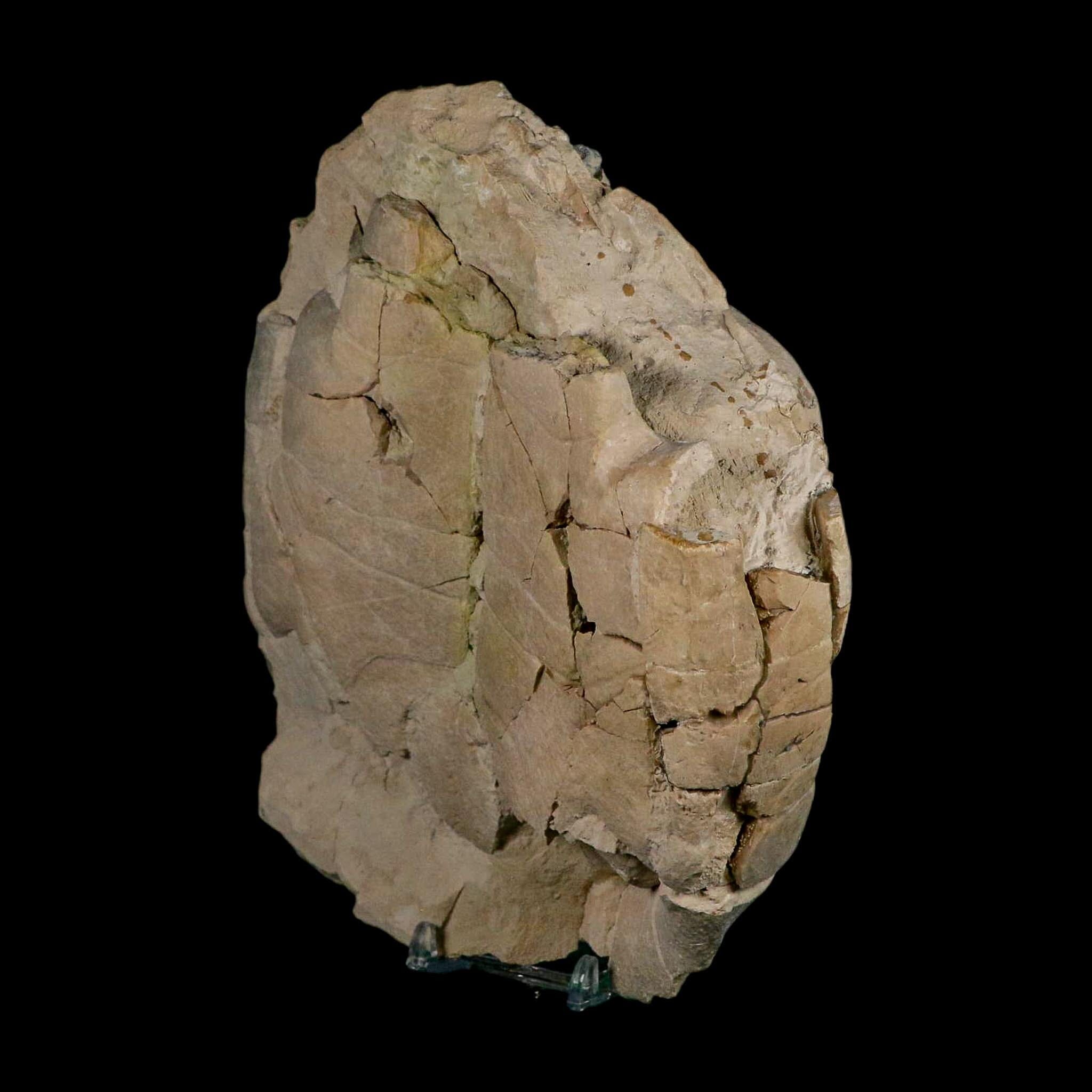 6.7" Fossil Turtle Shell Stylemys Tortoise Oligocene Age Brule FM Badlands Nebraska - Fossil Age Minerals